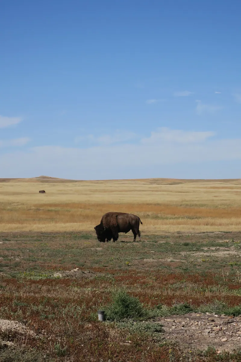 Majestic American bison grazing on the vast plains of South Dakota under a clear blue sky