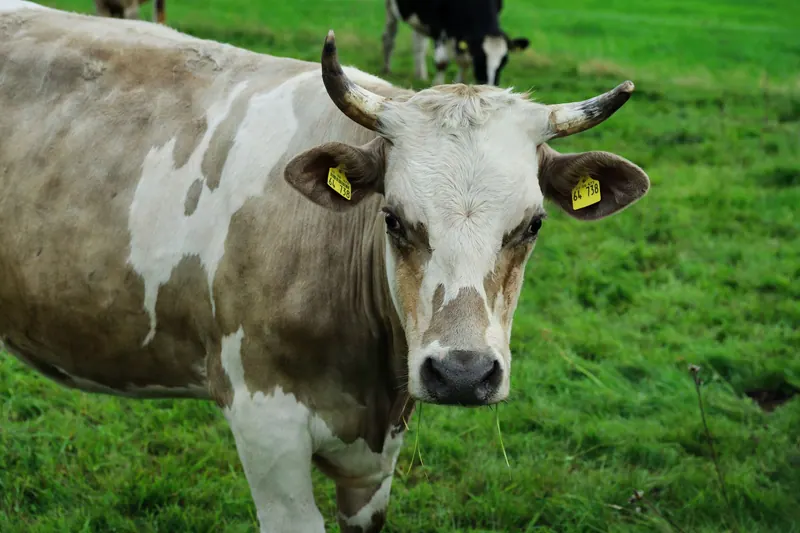 Close-up of a brown and white cow with horns grazing in a lush green pasture