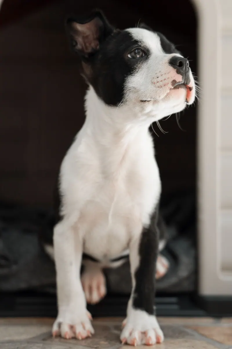 Charming Boston Terrier puppy sits adorably in its cozy doghouse, showcasing its cute demeanor.