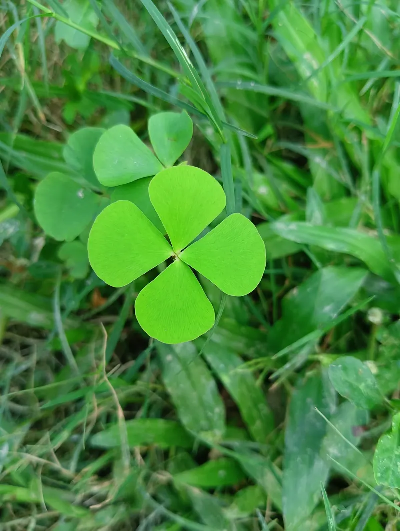 A four-leaf clover surrounded by green grass