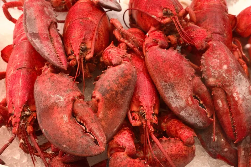 Close-up of vibrant red lobsters on ice, showcasing seafood freshness and market display