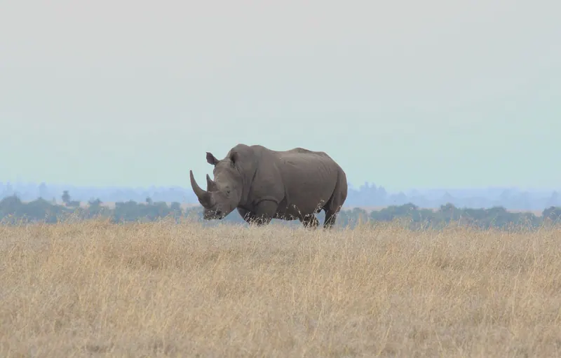 A solitary rhinoceros grazing in the vast savanna of Nanyuki, Kenya. A glimpse of African wildlife