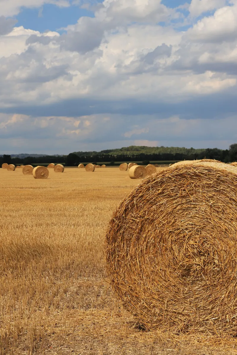 Serene landscape of hay bales scattered in a golden wheat field under a blue sky