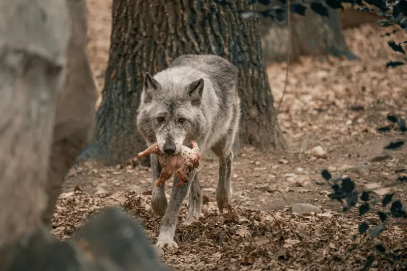 A lone wolf carries its prey in a natural forest environment