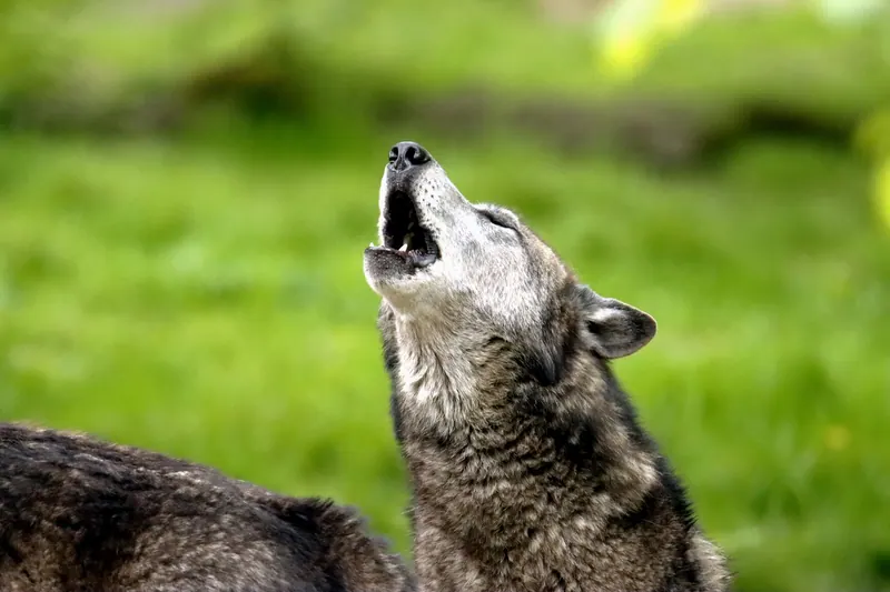 Close-up of a howling wolf showcasing its natural behavior in a green outdoor setting.